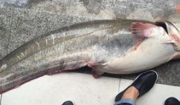 鱼鱼最新爆料,揭秘娱乐圈最新热点事件